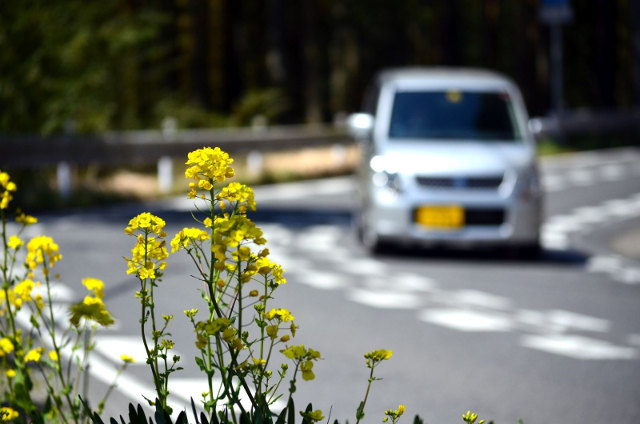 安い・便利が理由!?増え続ける軽自動車の需要